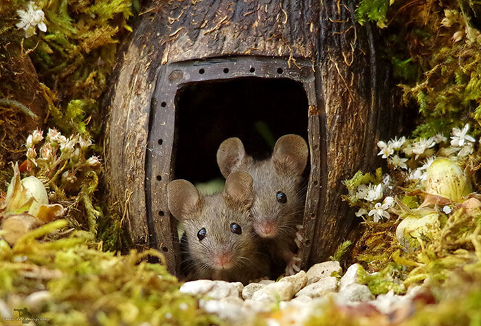 A Miniature Village for A Family of Mice