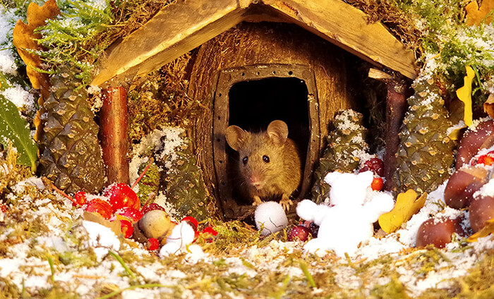 A Miniature Village for A Family of Mice