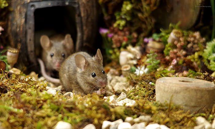 A Miniature Village for A Family of Mice