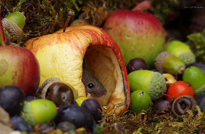 A Miniature Village for A Family of Mice