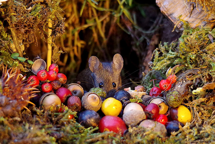 A Miniature Village for A Family of Mice