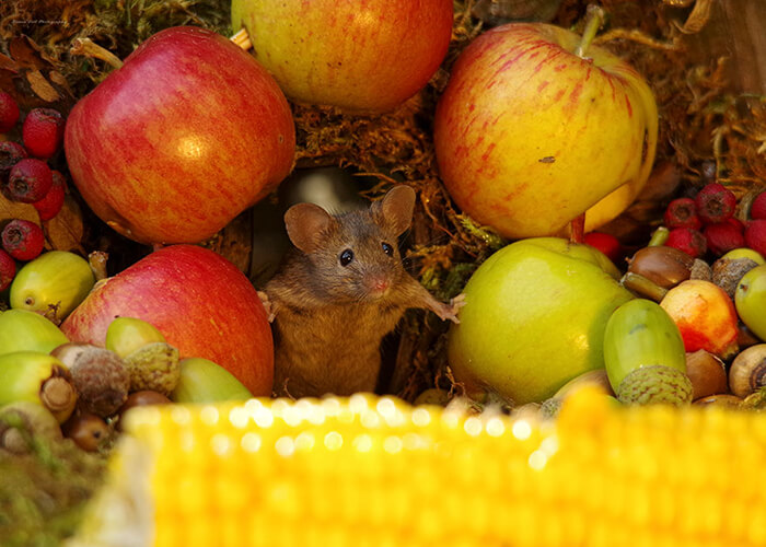 A Miniature Village for A Family of Mice