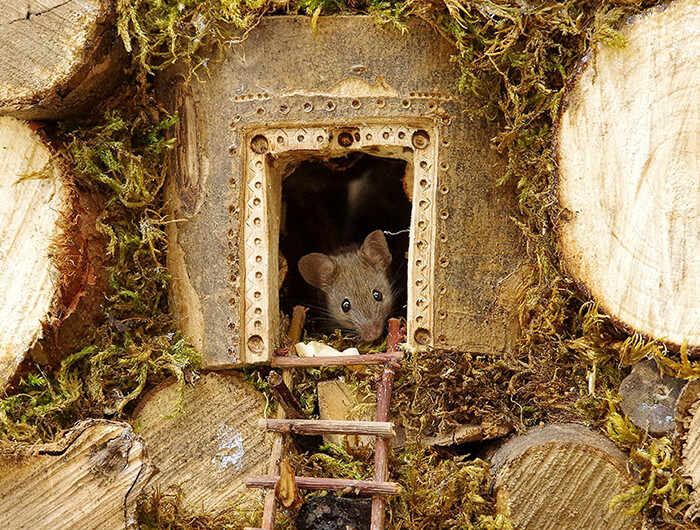 A Miniature Village for A Family of Mice