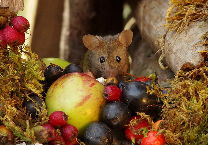 A Miniature Village for A Family of Mice