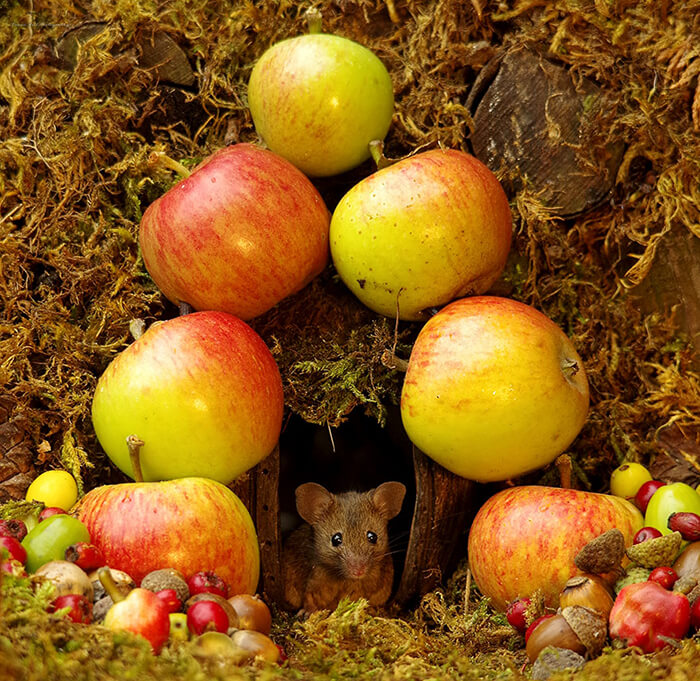 A Miniature Village for A Family of Mice
