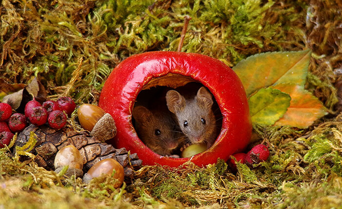 A Miniature Village for A Family of Mice