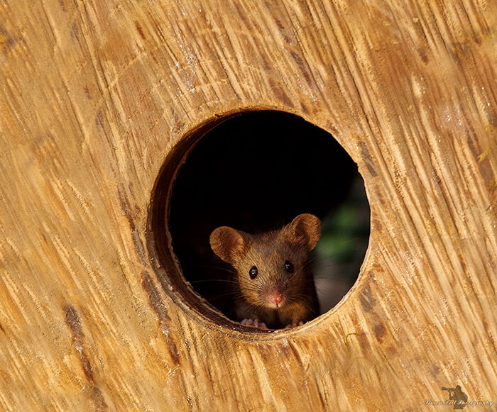 A Miniature Village for A Family of Mice