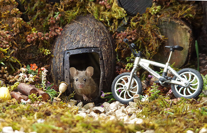 A Miniature Village for A Family of Mice