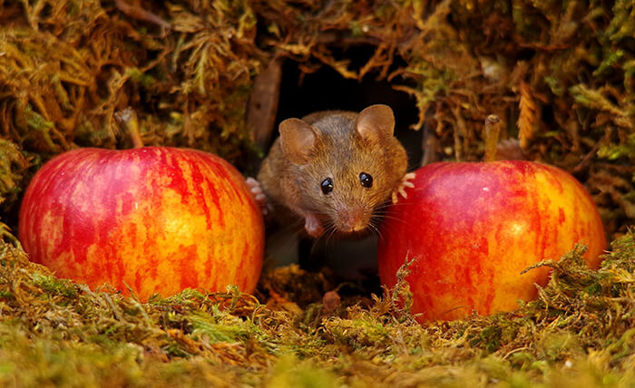 A Miniature Village for A Family of Mice