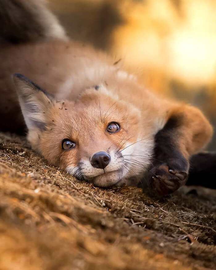 Fairy Forests in Finland is Heaven for Wild Animals