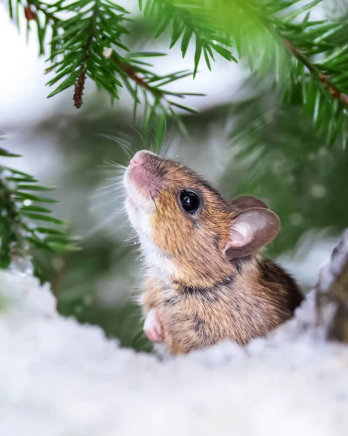 Fairy Forests in Finland is Heaven for Wild Animals