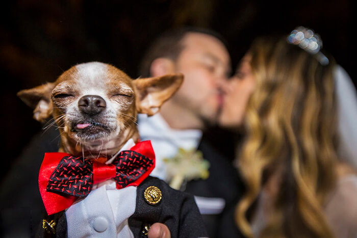 20 Best Wedding Photos Prove You Do Need a Good Photographer For the Special Moment