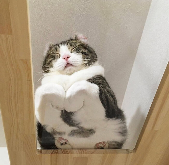 Funny Photos of Cat Laying on Glass