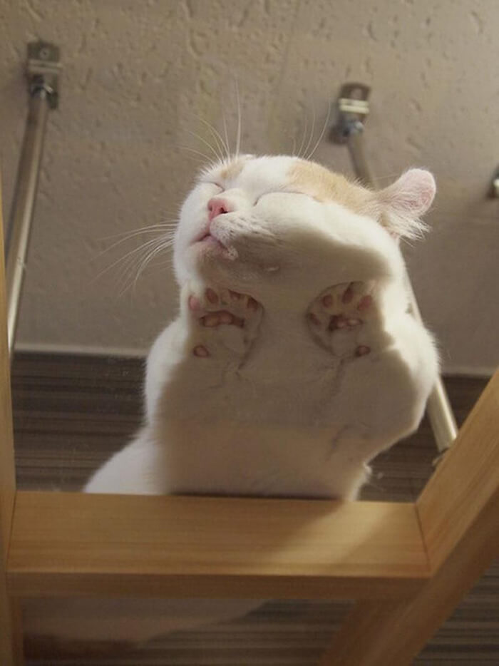 Funny Photos of Cat Laying on Glass