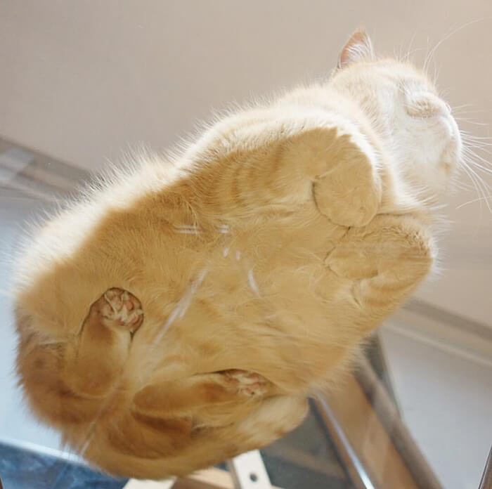 Funny Photos of Cat Laying on Glass Design Swan