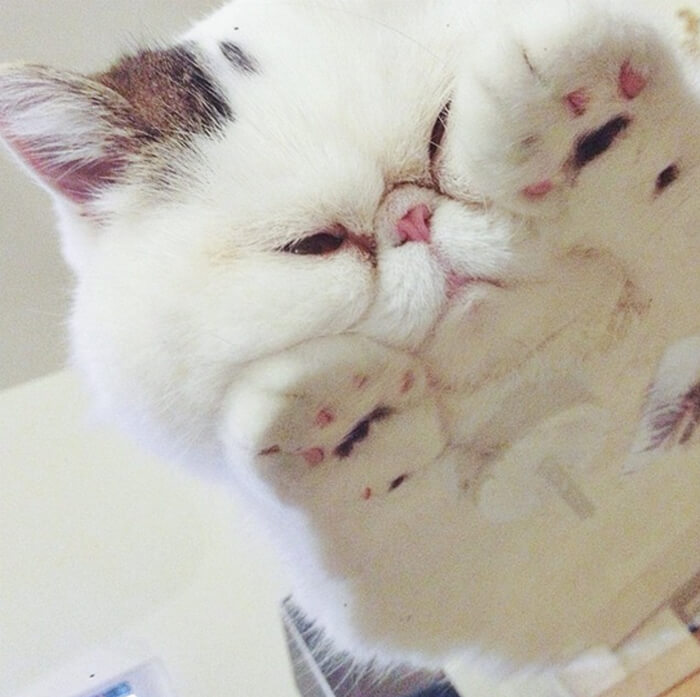 Funny Photos of Cat Laying on Glass