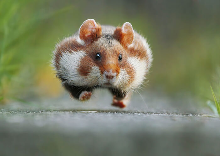 Adorable Photograph of Small-size Wildlife by Julian Rad