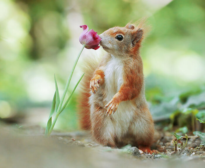 Adorable Photograph of Small-size Wildlife by Julian Rad