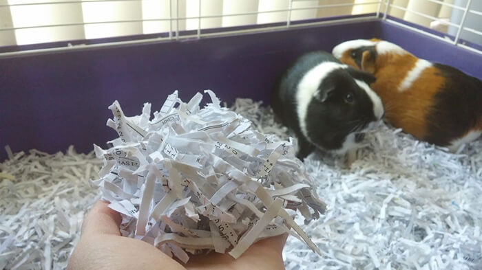 7 Clever Uses for Shredded Paper Around the Homestead