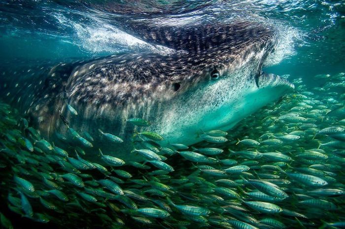 Amaizing Photos From National Geographic Instagram Photography Contest