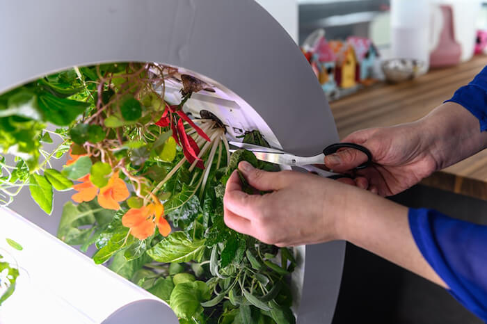 OGarden: An Innovative Self-Watering Indoor Garden Allows You Grow 90 Fruits and Veggies At One Time