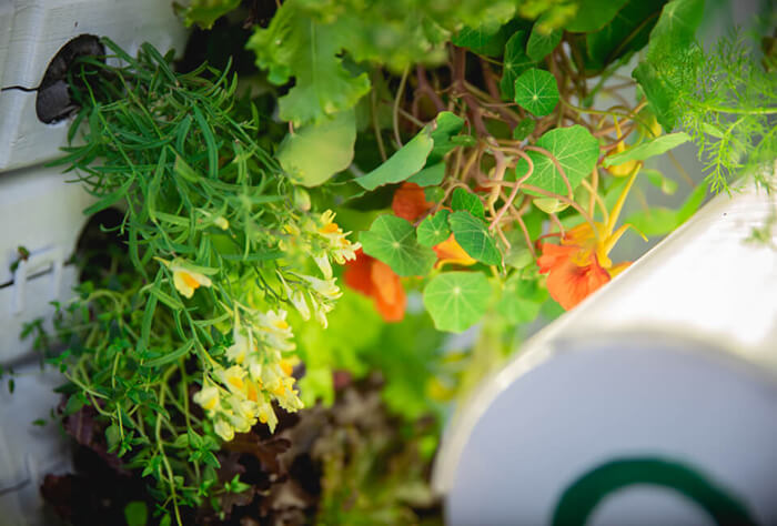 OGarden: An Innovative Self-Watering Indoor Garden Allows You Grow 90 Fruits and Veggies At One Time