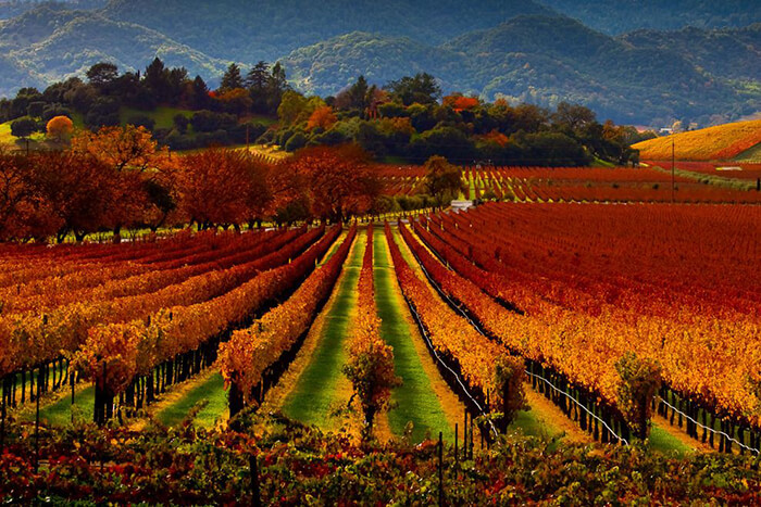 Tips for Planning a Trip to Napa and Sonoma