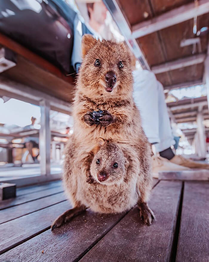 Quokka: Probably the Happiest Animal In the World - Design Swan