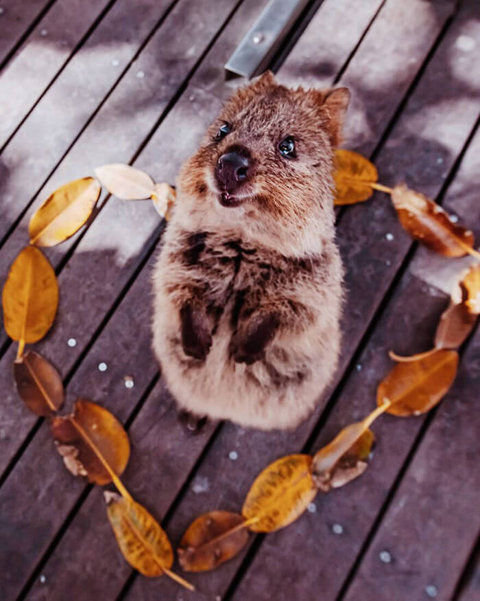 Quokka: Probably the Happiest Animal In the World