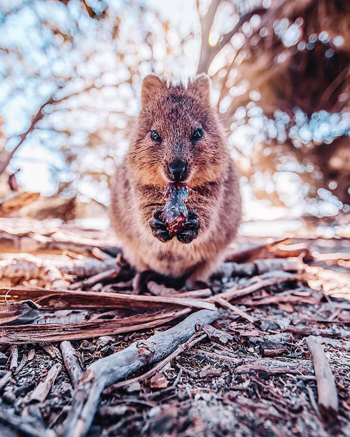 Quokka: Probably the Happiest Animal In the World