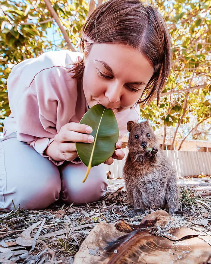 Quokka: Probably the Happiest Animal In the World