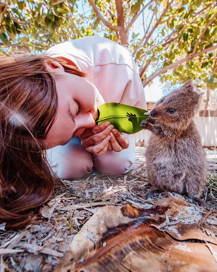 Quokka: Probably the Happiest Animal In the World