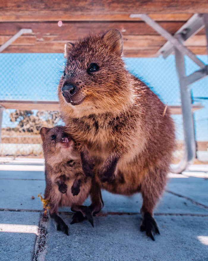 Quokka: Probably the Happiest Animal In the World - Design Swan