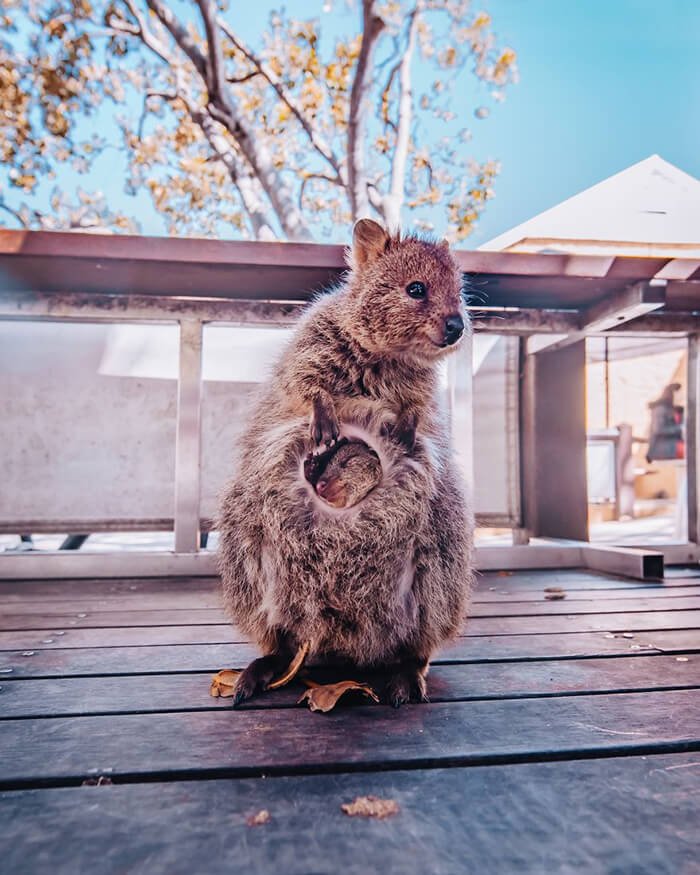 Quokka: Probably the Happiest Animal In the World