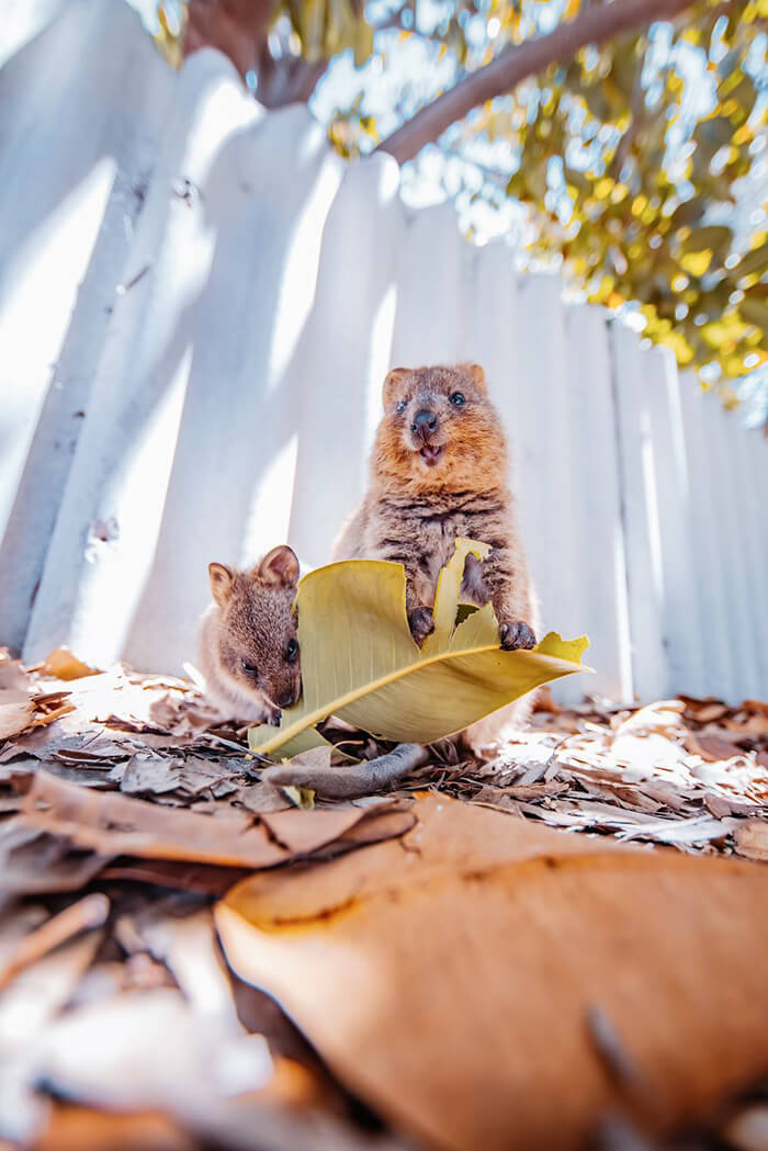 Quokka: Probably the Happiest Animal In the World