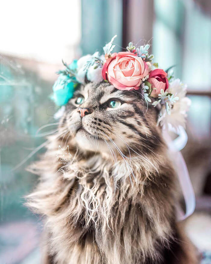 Beautiful Flower Crowns for Your Cat