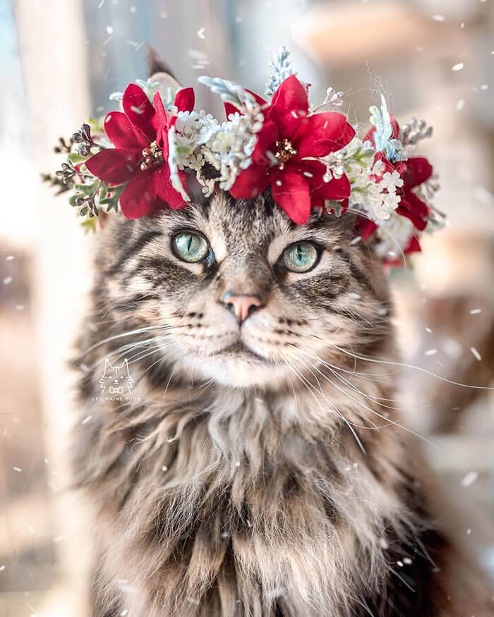 Beautiful Flower Crowns for Your Cat