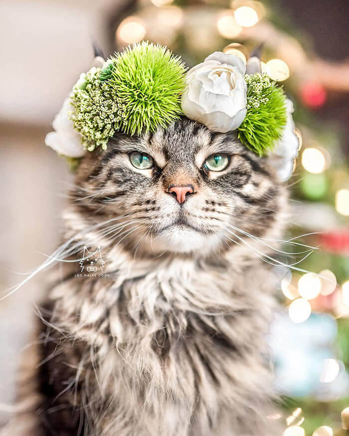 Beautiful Flower Crowns for Your Cat