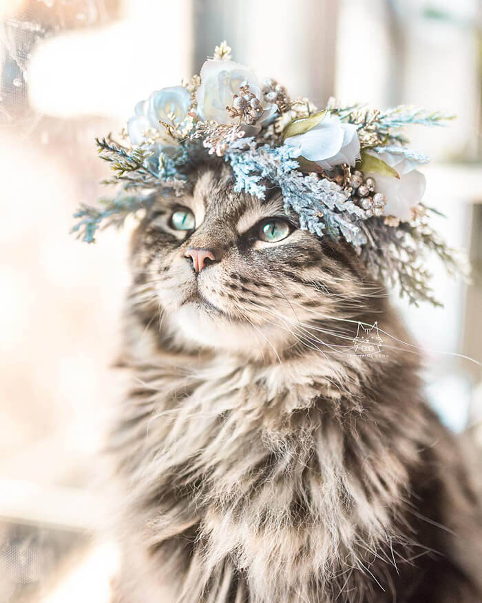 Beautiful Flower Crowns for Your Cat