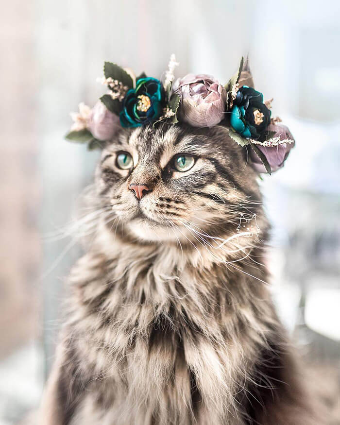 Beautiful Flower Crowns for Your Cat