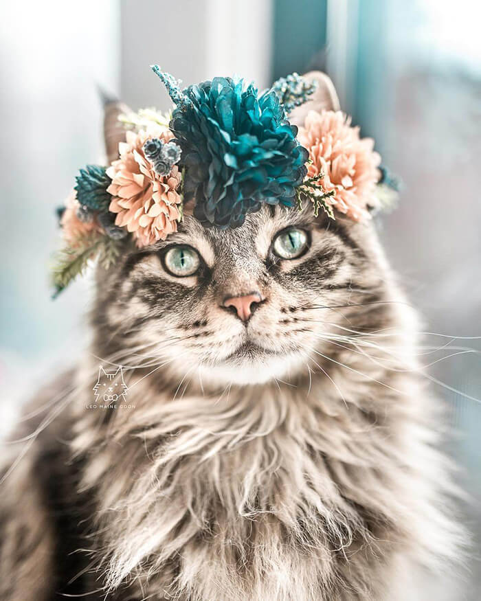 Beautiful Flower Crowns for Your Cat