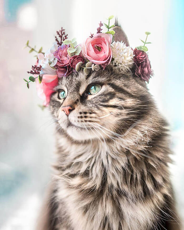 Beautiful Flower Crowns for Your Cat