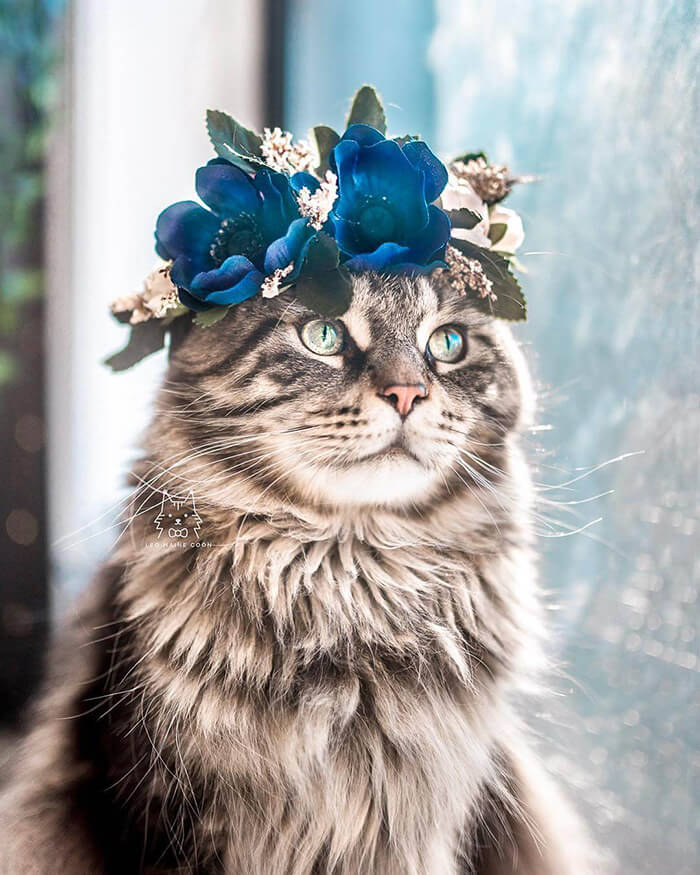 Beautiful Flower Crowns for Your Cat