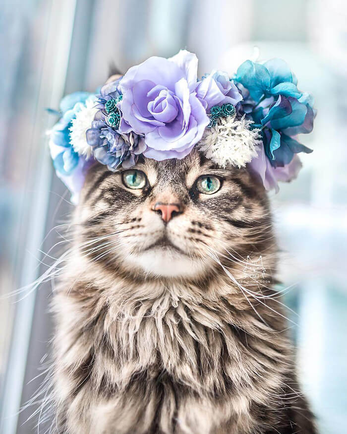 Beautiful Flower Crowns for Your Cat