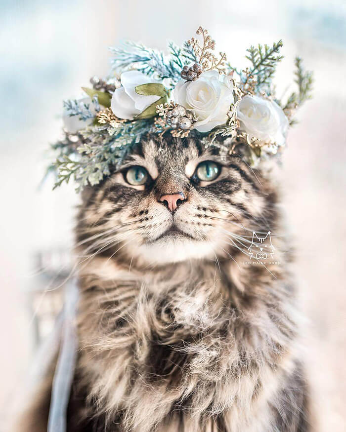 Beautiful Flower Crowns for Your Cat