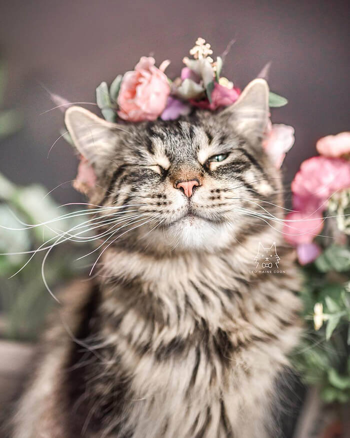 Beautiful Flower Crowns for Your Cat