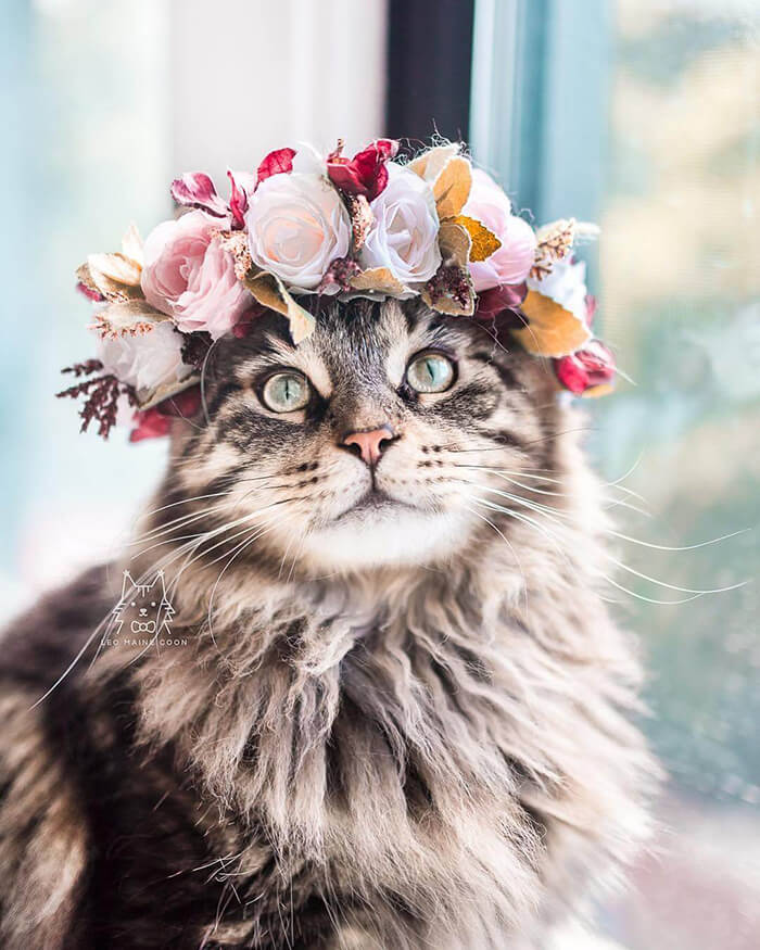 Beautiful Flower Crowns for Your Cat