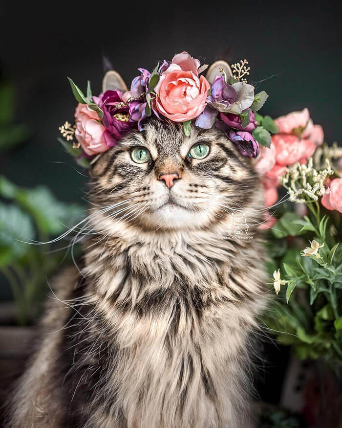 Beautiful Flower Crowns for Your Cat