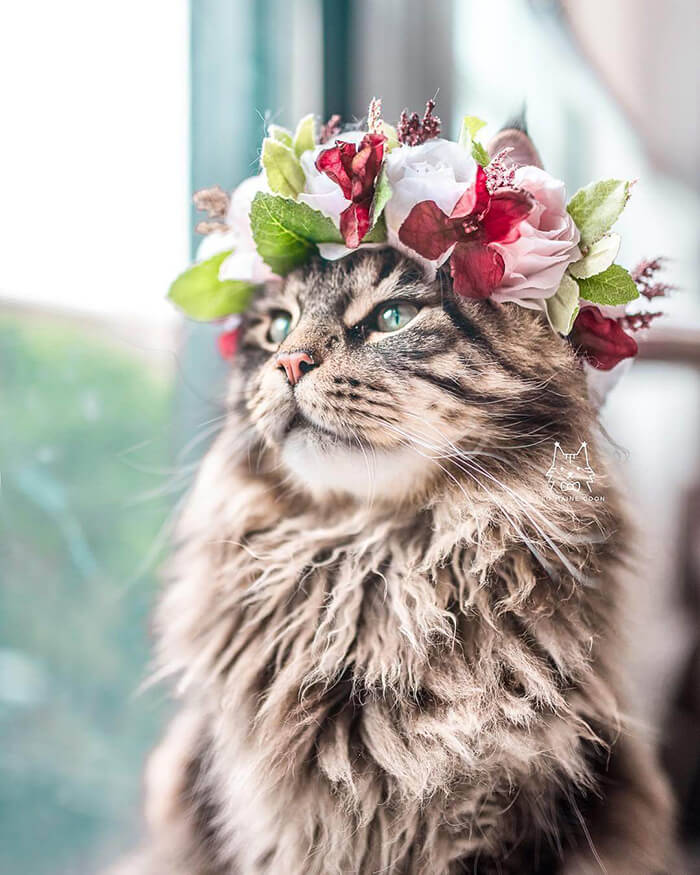 Beautiful Flower Crowns for Your Cat