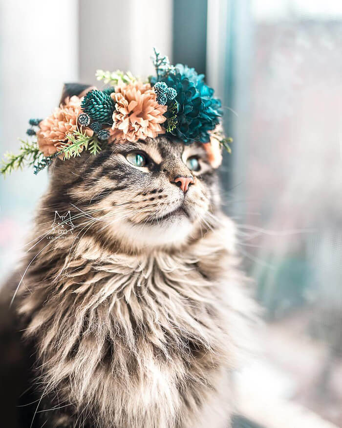 Beautiful Flower Crowns for Your Cat